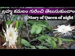 Pin On Vengtesh Bhat Shef
