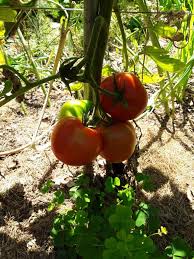 Learn the growth patterns, pruning techniques and more at tomato in this article, i will discuss in depth the difference between determinate vs indeterminate tomatoes. Difference Between Determinate And Indeterminate Tomatoes Greenupside