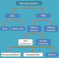 Classification Of Nervous System