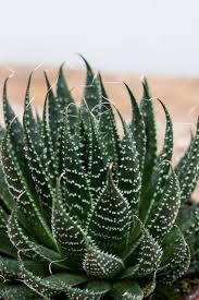 Image result for Pearsonia aristata