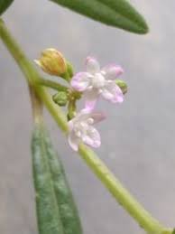 Image result for Gisekia