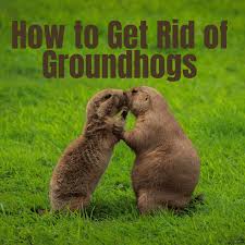 There are two popular havahart styles for you to choose from. 12 Effective Ways To Get Rid Of Groundhogs For Good Dengarden