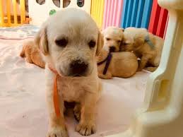 They have a very keen sense of smell. Beautiful Labrador Puppies Port Elizabeth Labrador Retriever Puppies Dog Breeders Gallery 89026
