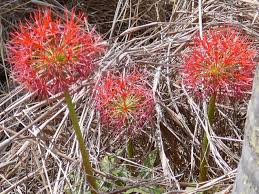 Image result for Scadoxus pole-evansii