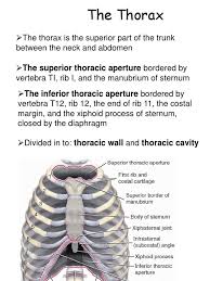 Reach around to the center of your back and you'll like the rest of the ribs, they are securely attached to the spine in the back. 4 Thoracic Es Ppt Heart Valve Vertebra