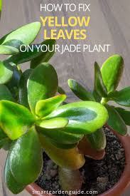 Why Are My Jade Plant Leaves Turning Yellow Smart Garden Guide In 2020 Jade Plants Plant Leaves Turning Plant Leaves Turning Yellow