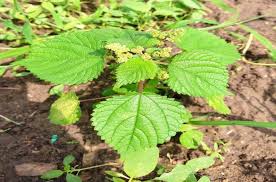 Image result for Laportea ovalifolia