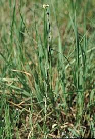 Image result for Turritis