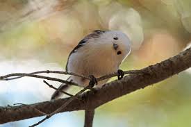 キャンプ情報メディアLANTERN