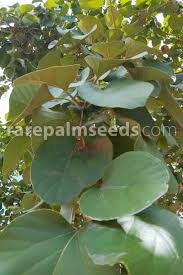 Image result for Cordia sp.A.