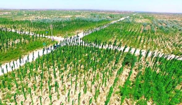 Aerial view of a sprawling reforestation project in rural China showcasing rows of planted saplings.