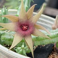 Image result for Huernia procumbens