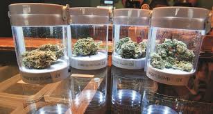 Je doit mètre plusieurs livre de gazon dans mon sac à tondeuze ! Cannabis Industriel Cbd L Herbe N Est Plus Si Verte Au Luxembourg Le Quotidien