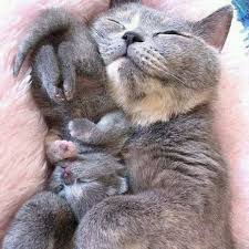 Pin On Animal