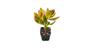 Image result for Crassula granvikii