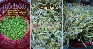 Pada intinya, kita tidak boleh terlalu gemuk atau terlalu kurus. Rupanya Senang Betul Tanam Taugeh Sendiri Di Rumah Lagi Jimat Segar Hari Ke 3 Dah Boleh Tuai Keluarga