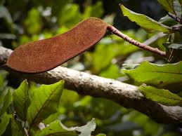 Image result for Isoberlinia