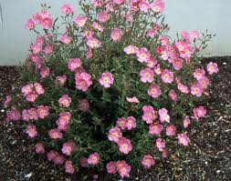 Image result for Cissus humbertii