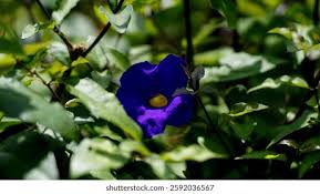 Image result for Thunbergia vogeliana