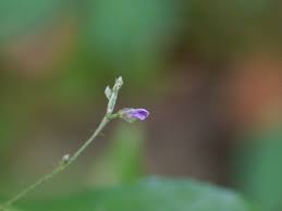 Image result for Teramnus