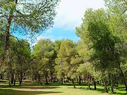 ‫غابة‬‎ ile ilgili görsel sonucu