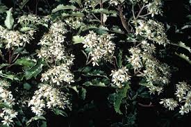 For large flowers, magnolia are hard to beat, whereas syringa produce masses of smaller flowers. Holly Leaved Tree Daisy Shrubs And Small Trees Of The Forest Te Ara Encyclopedia Of New Zealand