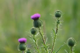 Image result for Cirsium