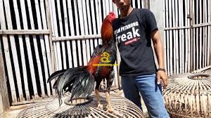 Inilah kandang mewah pembesaran anak ayam dan indukan sasana ngapak sasana ngapak purwokerto. Jual Ayam Bangkok Ukuran 12 Ayampetarung Com