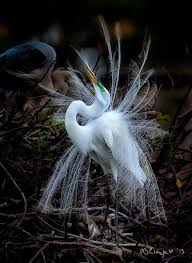 Bird With Big Feathers Giant Egret In Mating Plummage Animals Birds Butterflies Big Bird