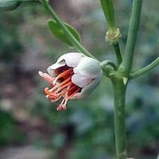 Image result for Hypericophyllum