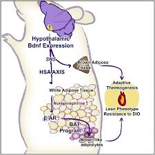 Image result for Beige 1983 Caloric