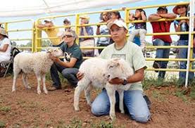 Building the Navajo Churro breed