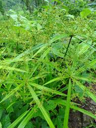 Image result for Cyperus tenuispica