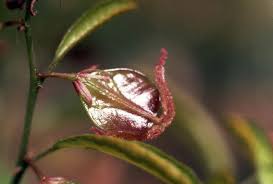 Image result for Hymenocardia