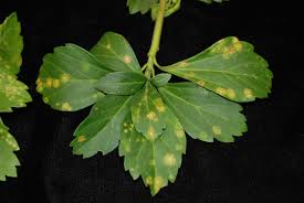 Image result for Alfalfa mosaic virus