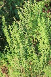 Image result for Leucas deflexa