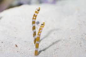 Garden Eels Can Be Hard To Spot Because They Zip Under The Sand When Anything Approaches These Pencil Thin Eels Ma Ocean Creatures Animals Care Shedd Aquarium