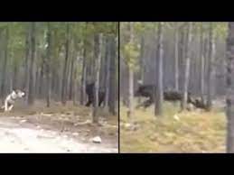 Is This Footage Of The Biggest Wolf Ever Or Is It Something Else Big Wolf Wolf Unexplained Mysteries