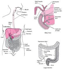 Check spelling or type a new query. Appendicitis Digestive Disorders Merck Manuals Consumer Version