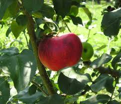 Drop us a line at orders@willisorchards.com. Century Farm Orchards Apple Tree Nursery