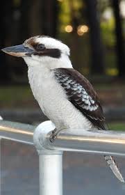 Learn About The Bird That Has Become Famous For It S Laugh And Why It Does Make Sounds As If It Is La Wild Birds Photography Australian Birds Animals Beautiful