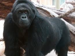 Gorila Perak Monyet Gorilla