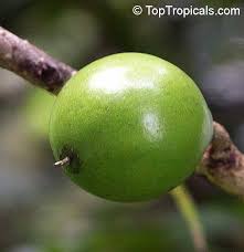 Image result for Pouteria pseudoracemosa