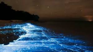 Oceano De Estrelas Maldivas Tem Praias Que Brilham Durante A Noite Veja Video