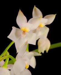 Image result for Bonatea pulchella