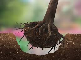 But you might spend anywhere from $200 to $2,000 depending on the tree's size and height. 3 Ways To Remove A Tree Wikihow