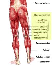 Build beautiful glutes with this legs and glutes focused circuit workout. How To Build A Strong Posterior Chain And Why You Must Boxrox