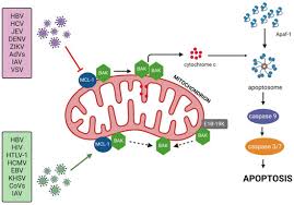 Image result for Kotschya sp.no.A