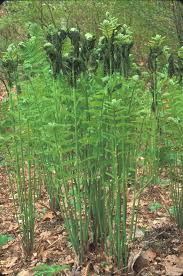 Image result for Osmundaceae