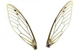 The 10 Most Disgusting Beauty Treatments Ever Created Beautybend Com Insect Wings Flying Tattoo Wings Drawing